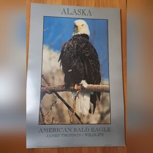 Alaska American Bald Eagle Poster